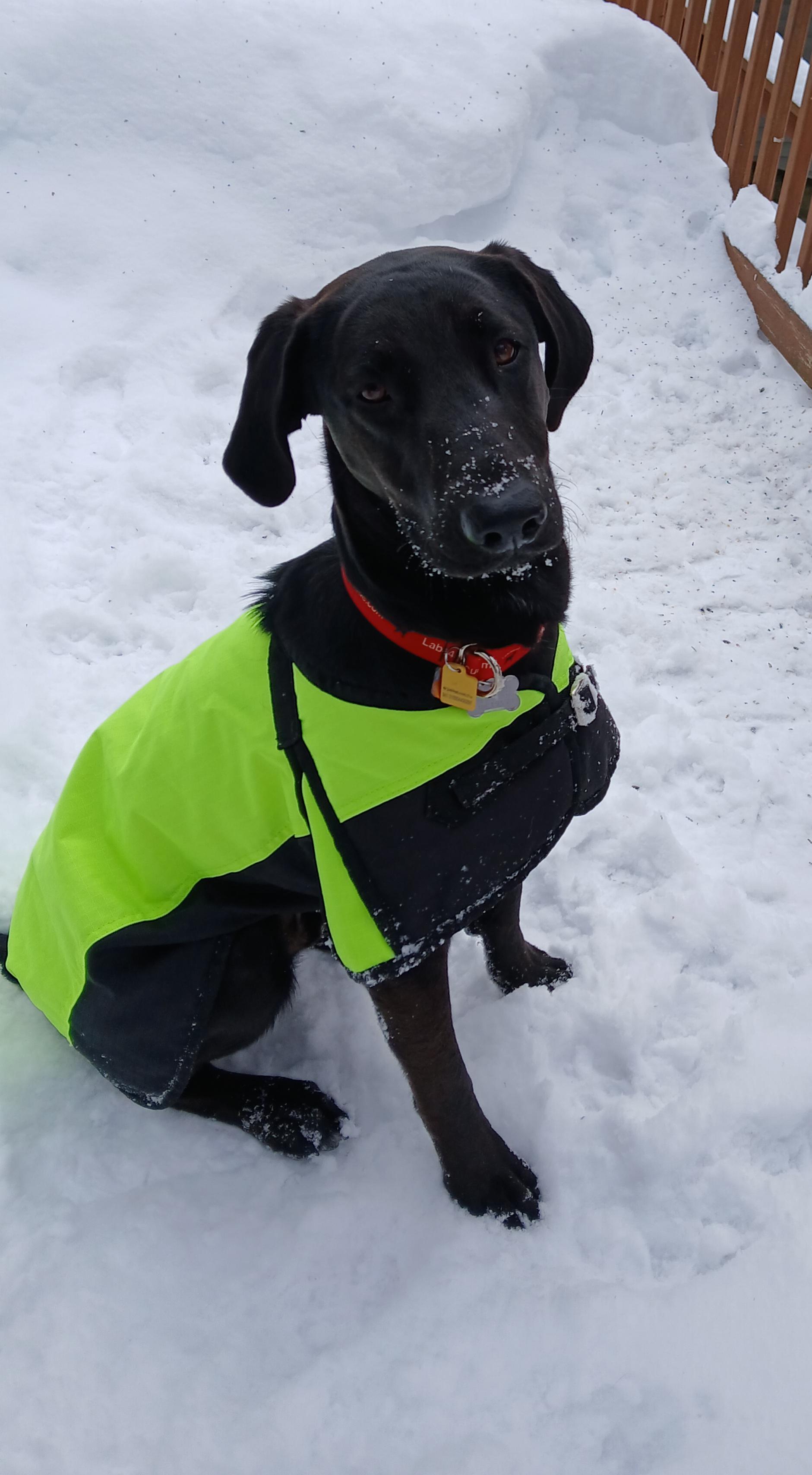 Enlarge Frankie #16, a Adoptable mixed breed in Killingworth, CT image 5/5