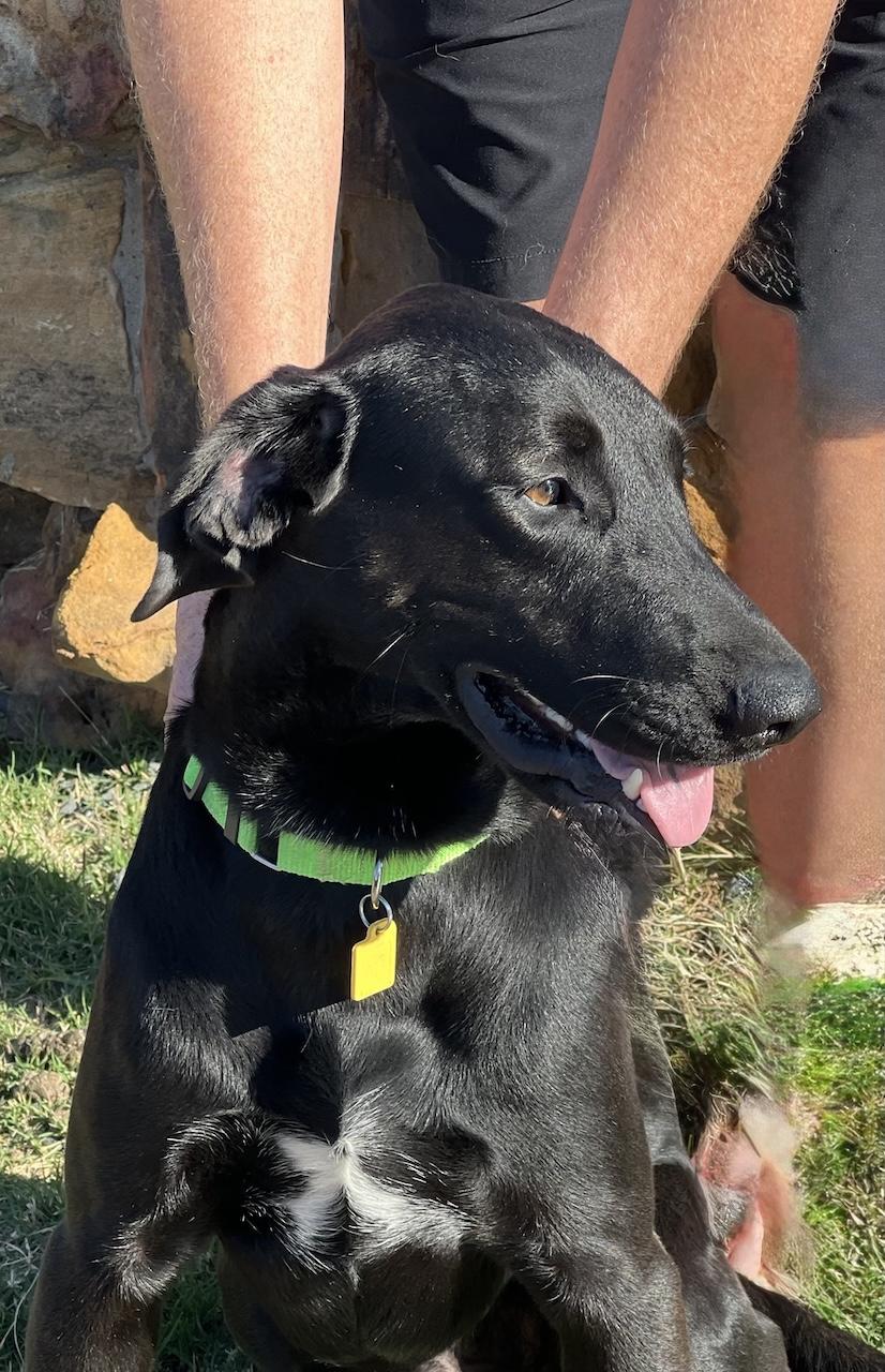 Enlarge Frankie #16, a Adoptable mixed breed in Killingworth, CT image 2/5