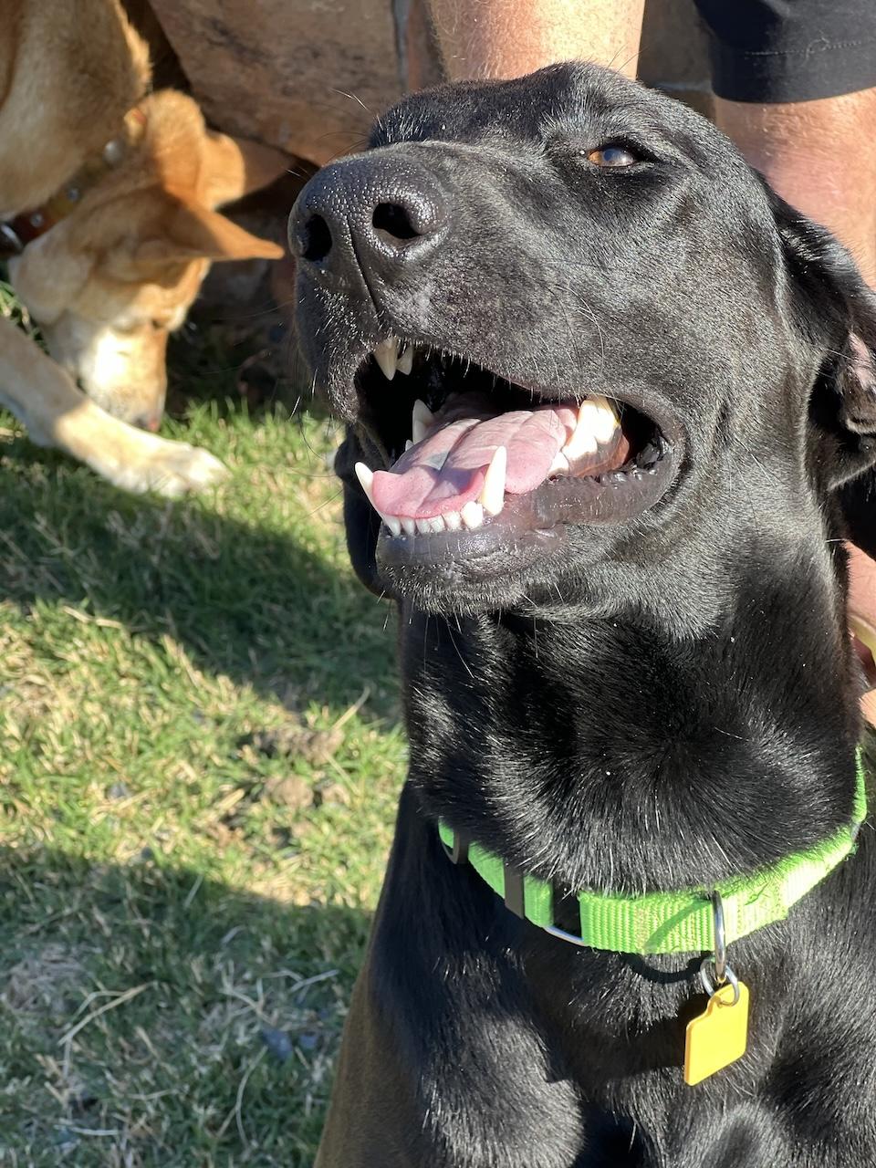 Frankie #16, Adoptable, Young Male Black Labrador Retriever.