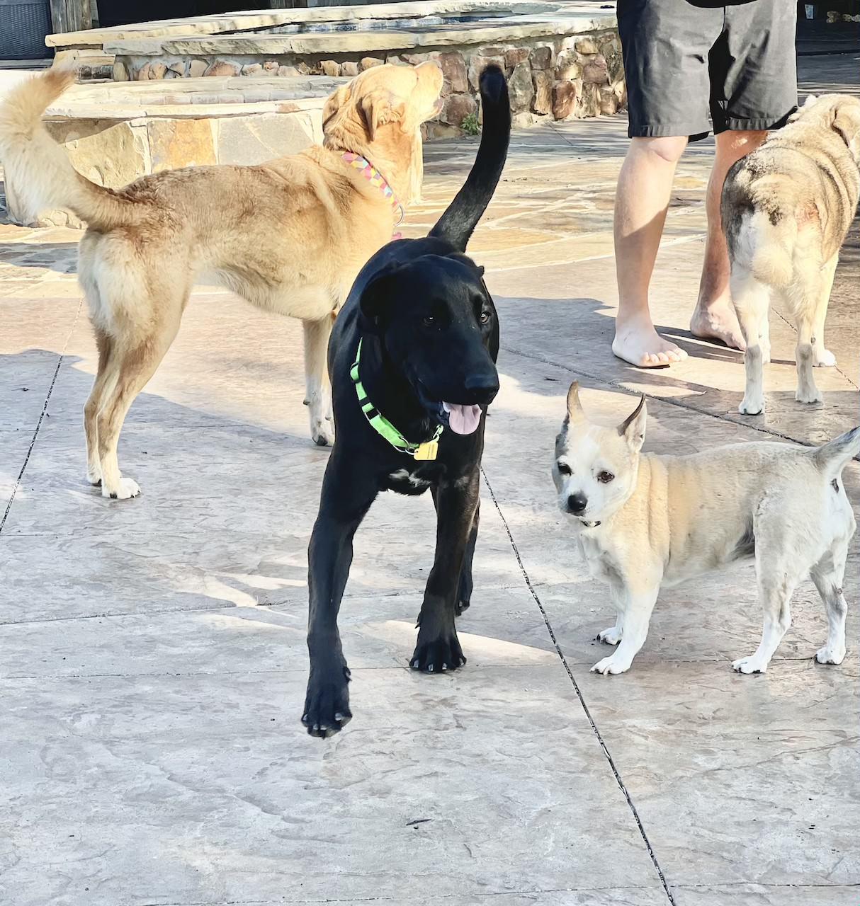 Enlarge Frankie #16, a Adoptable mixed breed in Killingworth, CT image 3/5