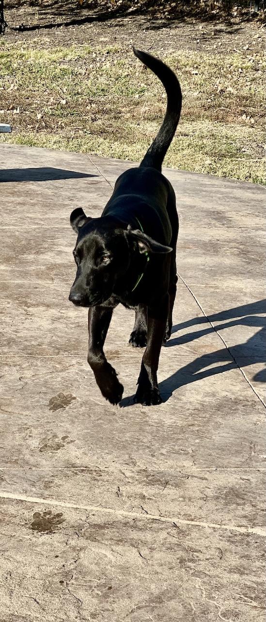 Enlarge Frankie #16, a Adoptable mixed breed in Killingworth, CT image 5/5