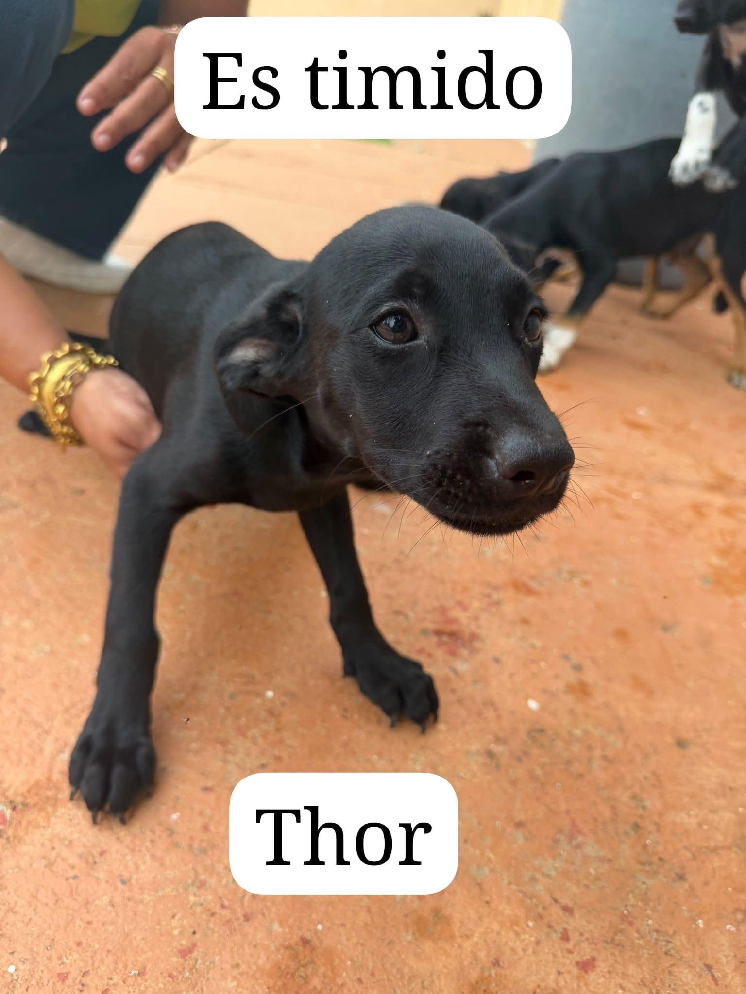 Thor, Adoptable, Puppy Male Miniature Pinscher.