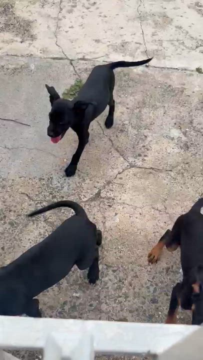 Enlarge Thor, a Adoptable mixed breed in Fair lawn, NJ video 2/3