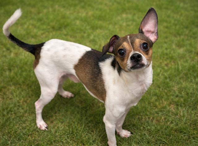 STANLEY, Adoptable, Adult Male Chihuahua & Mixed Breed.