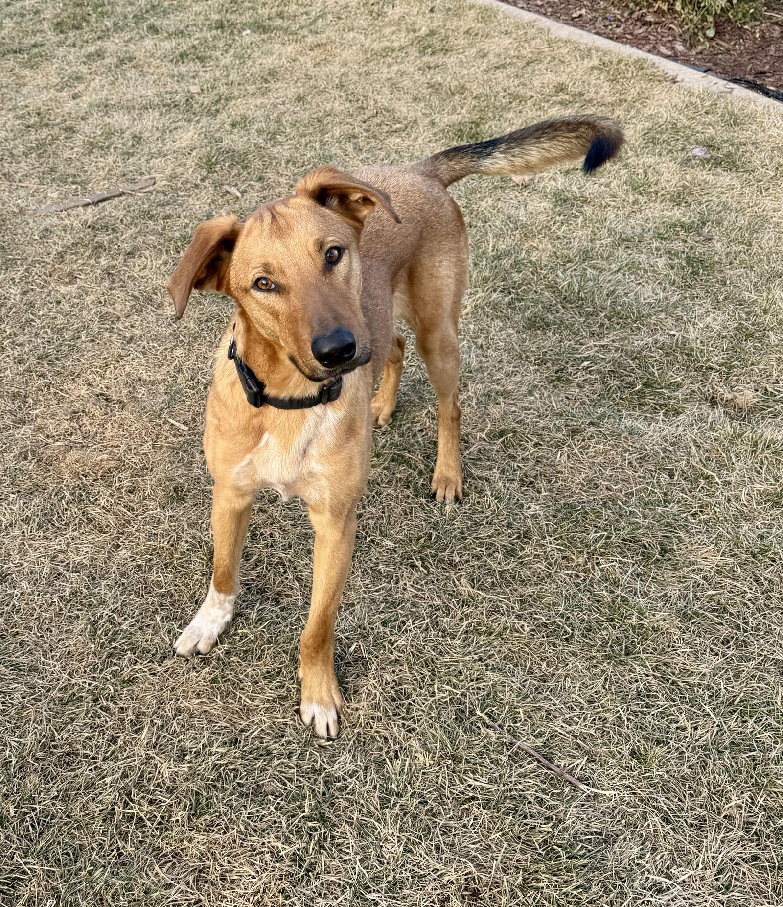 Lannister, a Adopted Shepherd in Salt Lake City, UT image 1/3