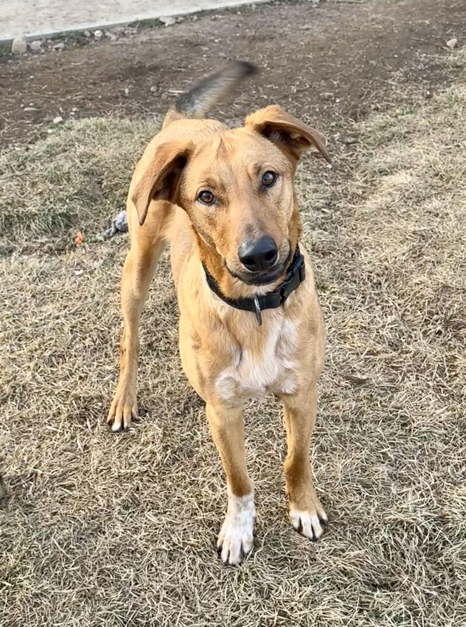 Lannister, a Adopted Shepherd in Salt Lake City, UT image 2/3