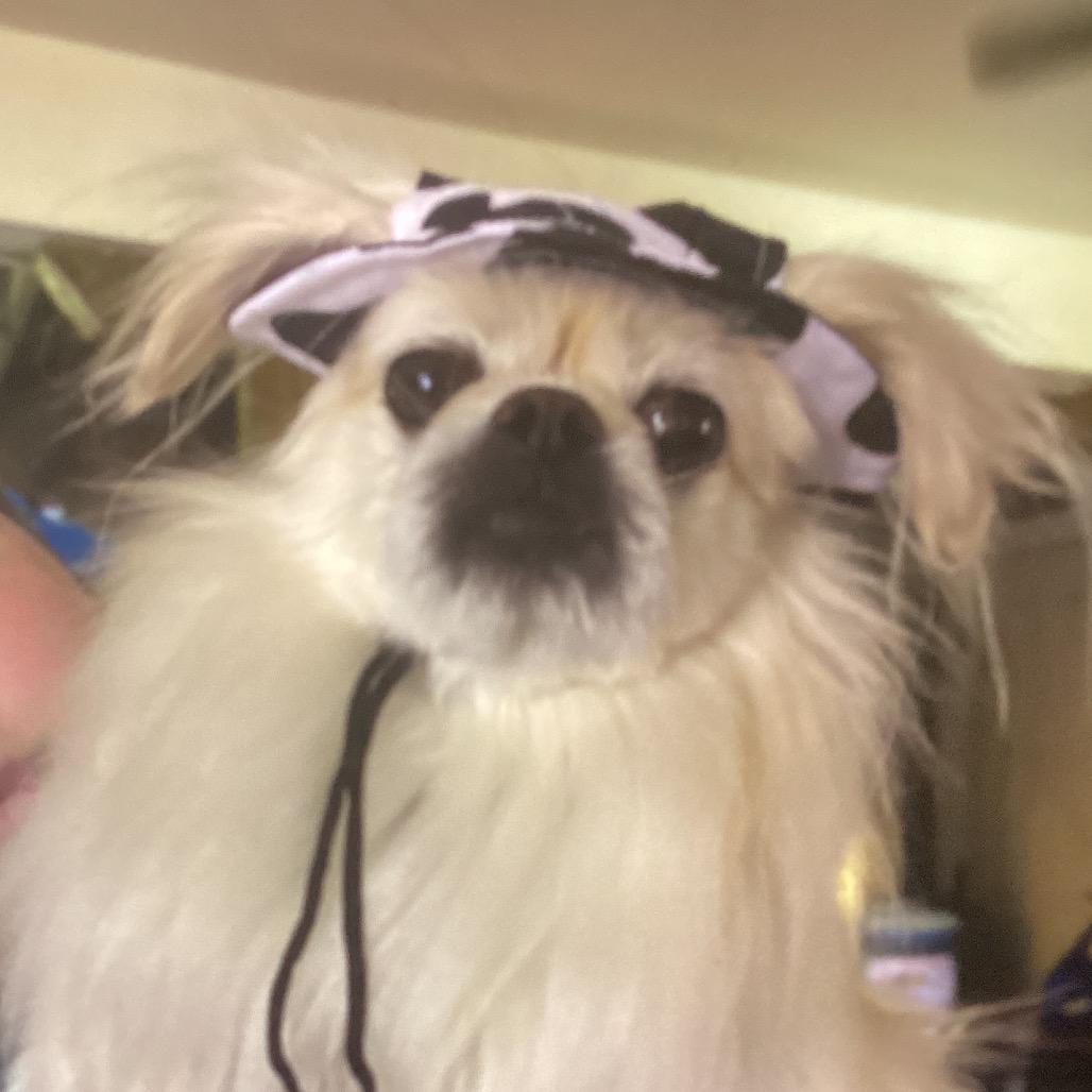 Lucy photo