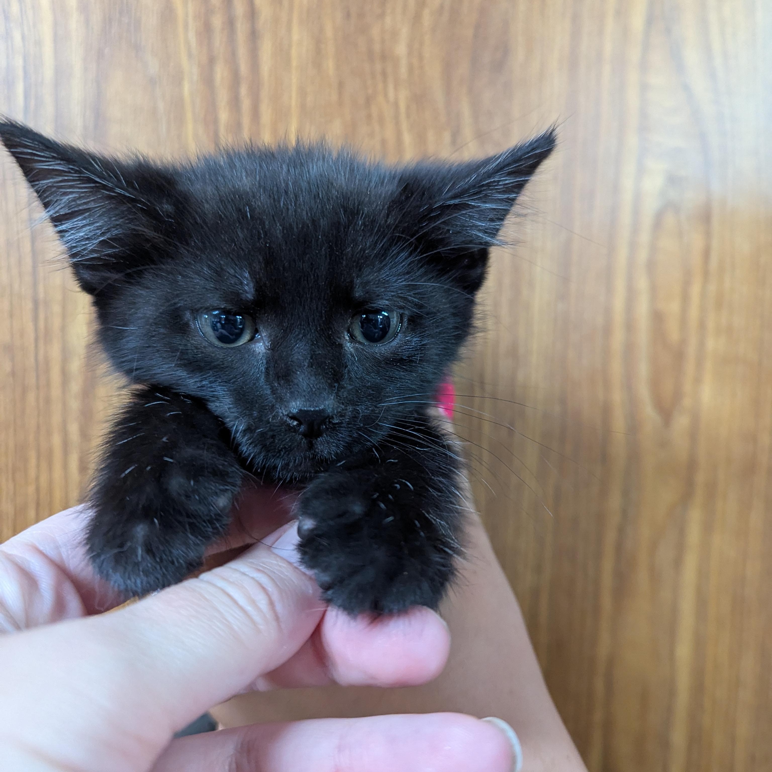 Azriel, an adoptable Domestic Medium Hair in Dickinson, ND, 58601 | Photo Image 1