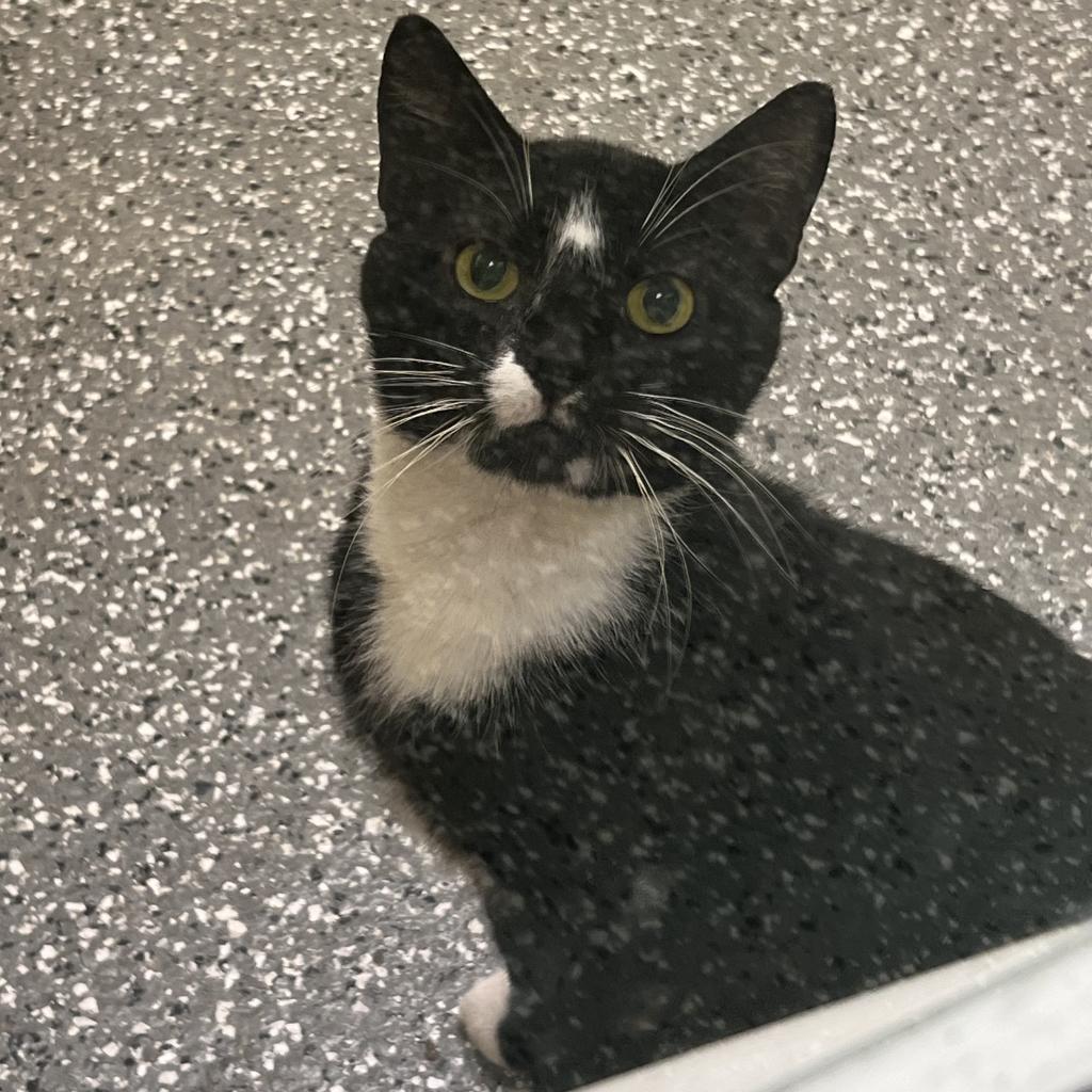 Monty, Adoptable, Adult Male Domestic Short Hair.