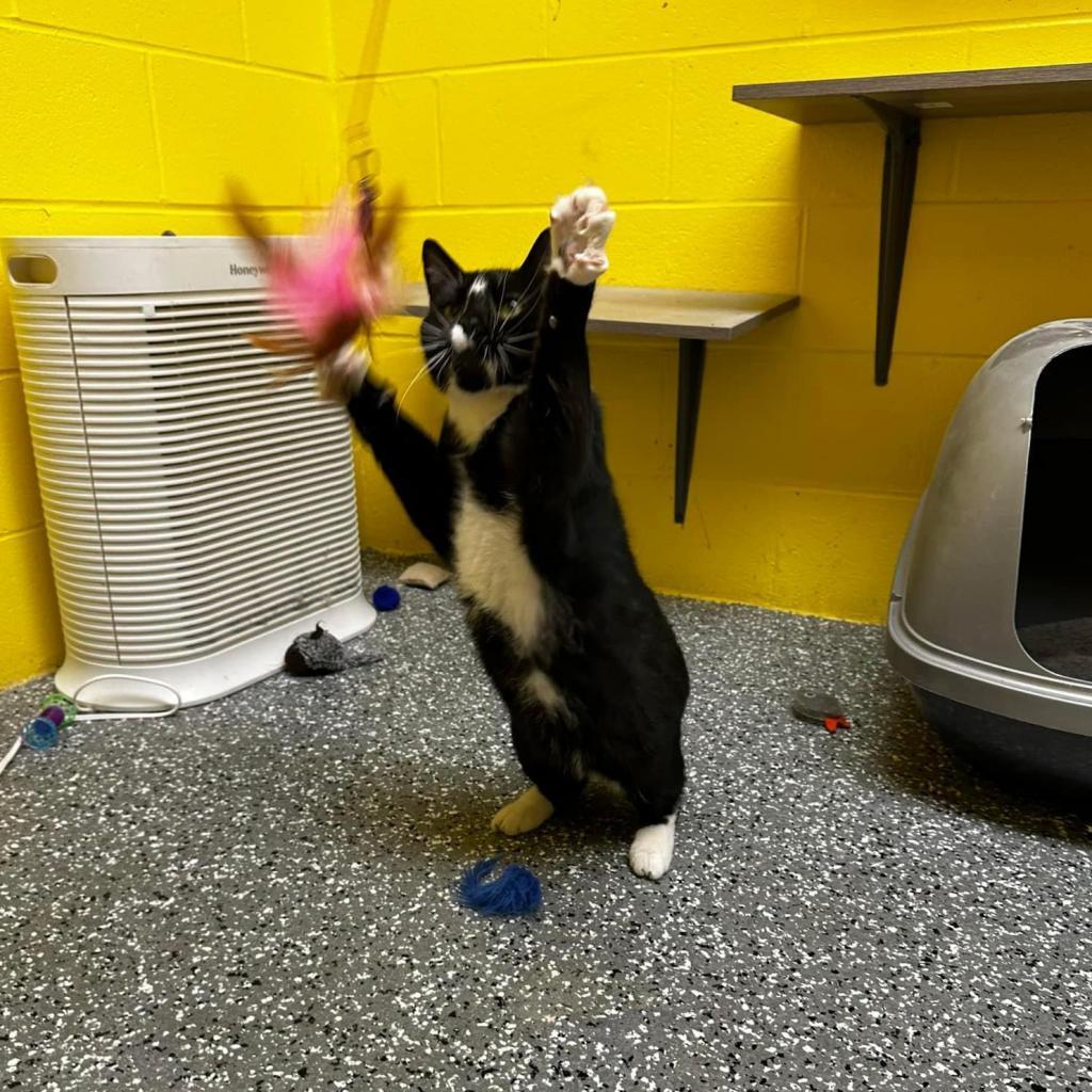 Monty, Adoptable, Adult Male Domestic Short Hair.