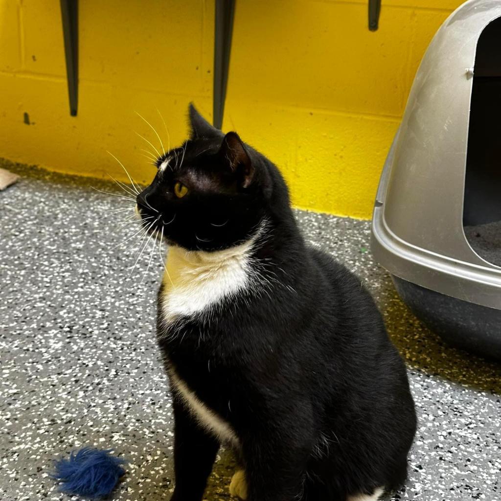 Enlarge Monty, a Adoptable Domestic Short Hair in Parkersburg, WV image 2/5