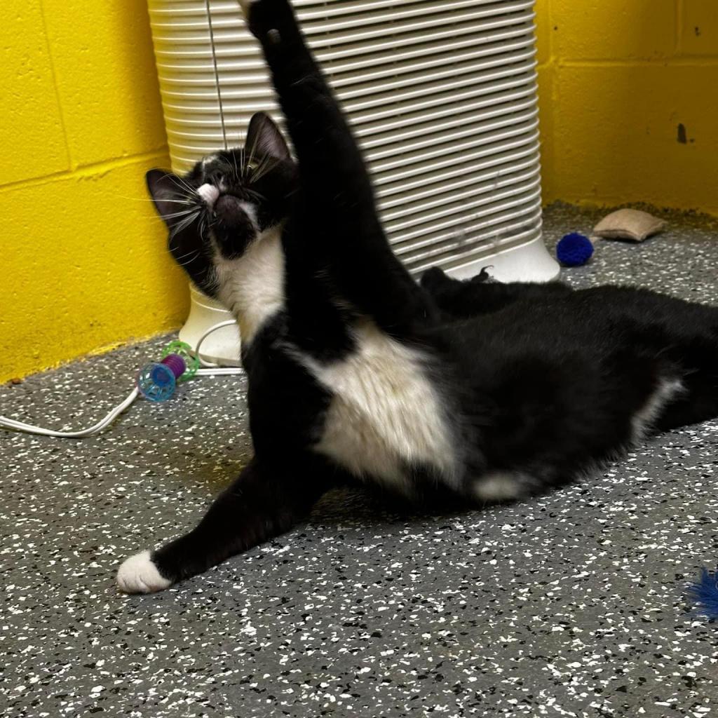 Enlarge Monty, a Adoptable Domestic Short Hair in Parkersburg, WV image 4/5