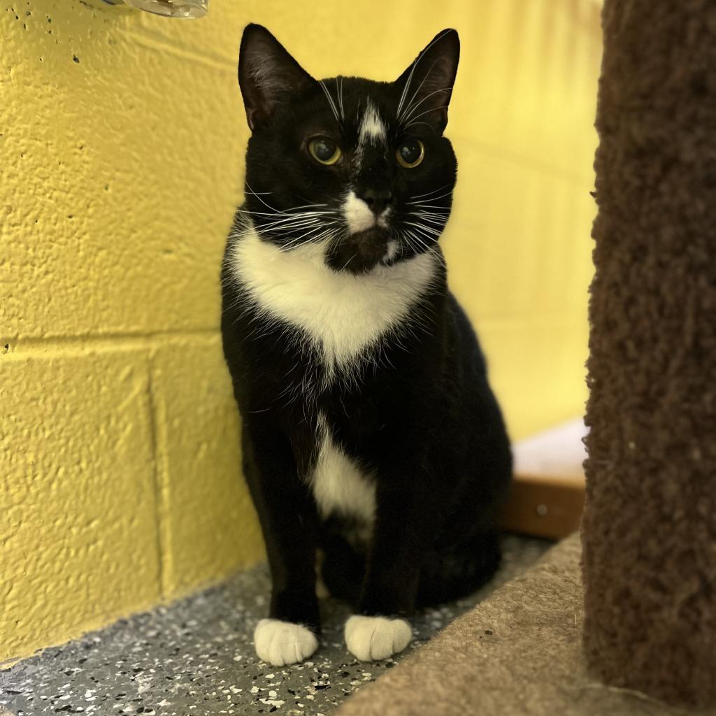 Enlarge Monty, a Adoptable Domestic Short Hair in Parkersburg, WV image 5/5