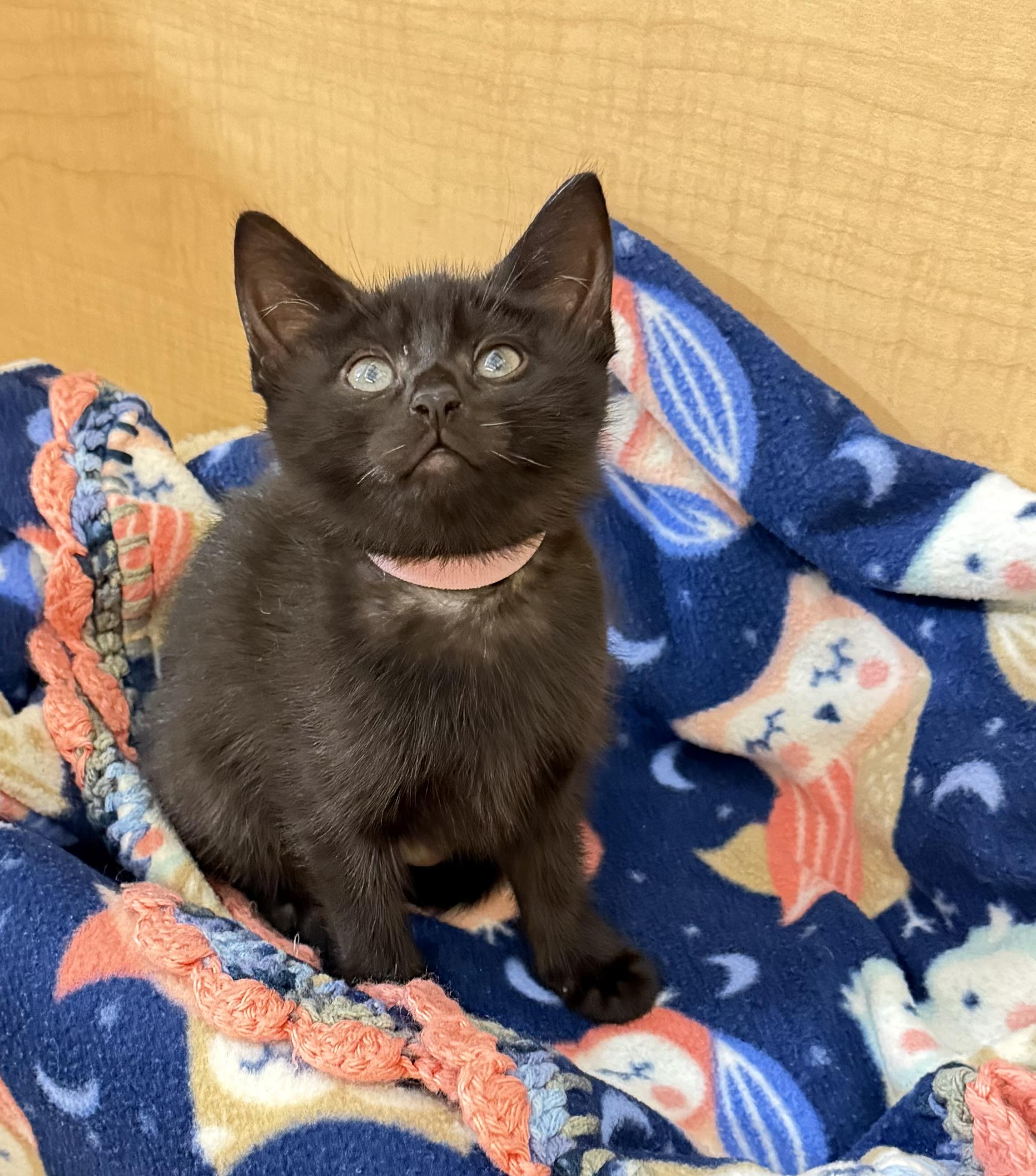 Pinky (light pink collar), Adopted, Young Female Domestic Short Hair.