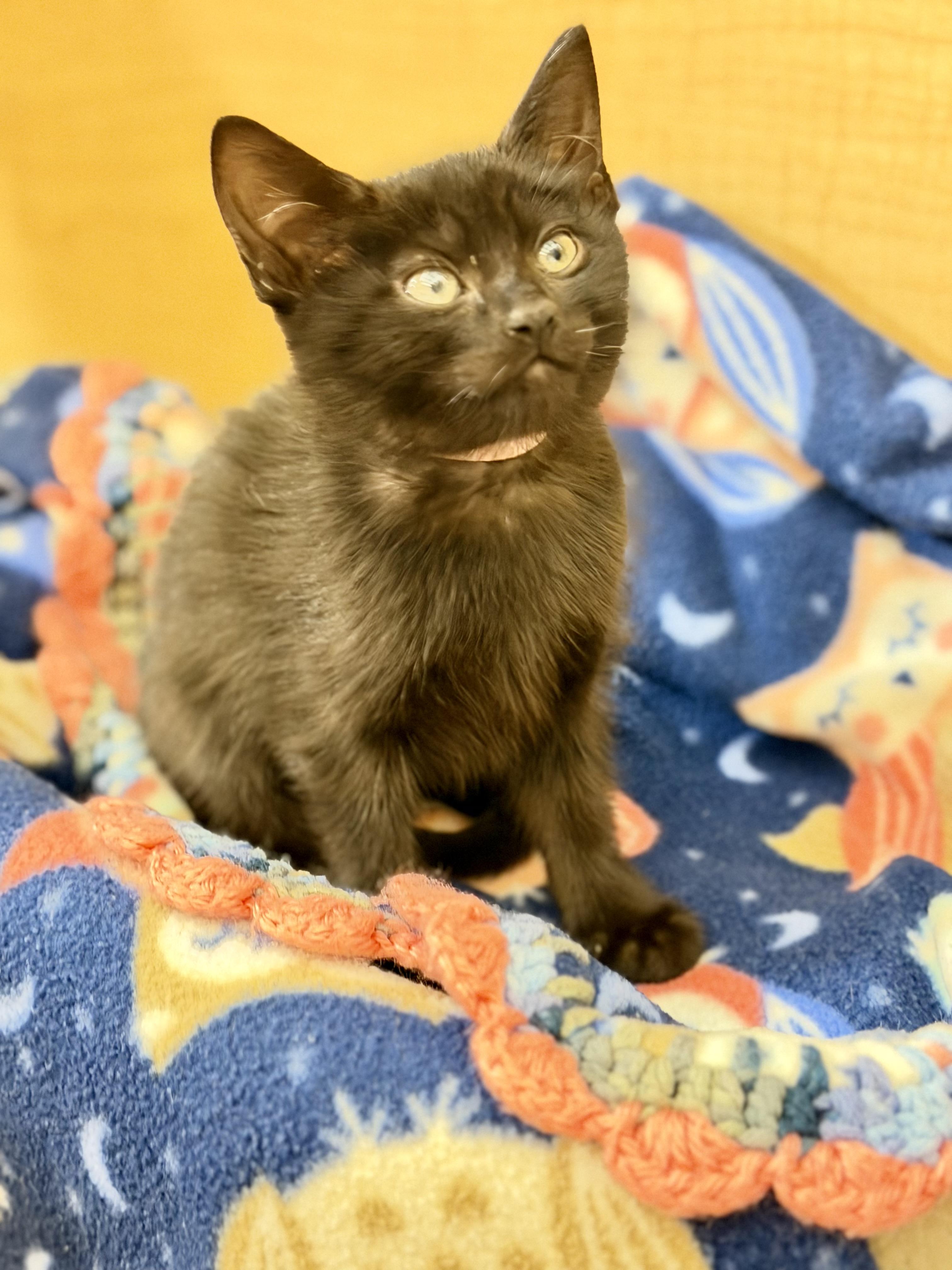 Enlarge Pinky (light pink collar), a Adopted mixed breed in Dixon, CA image 2/2