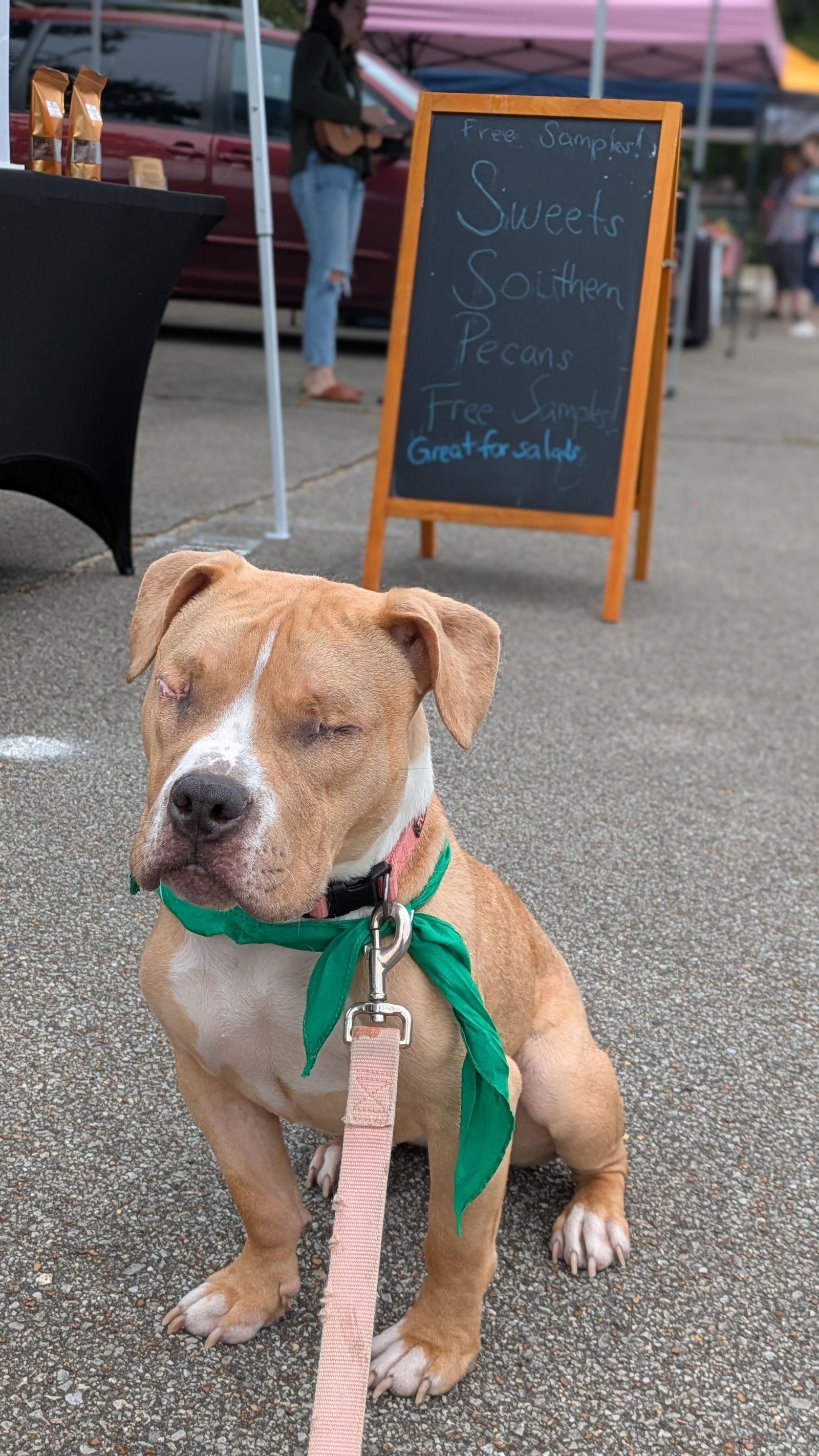 Enlarge Honey Bee (needs foster), a Adopted Pit Bull Terrier in Antioch, TN image 1/3