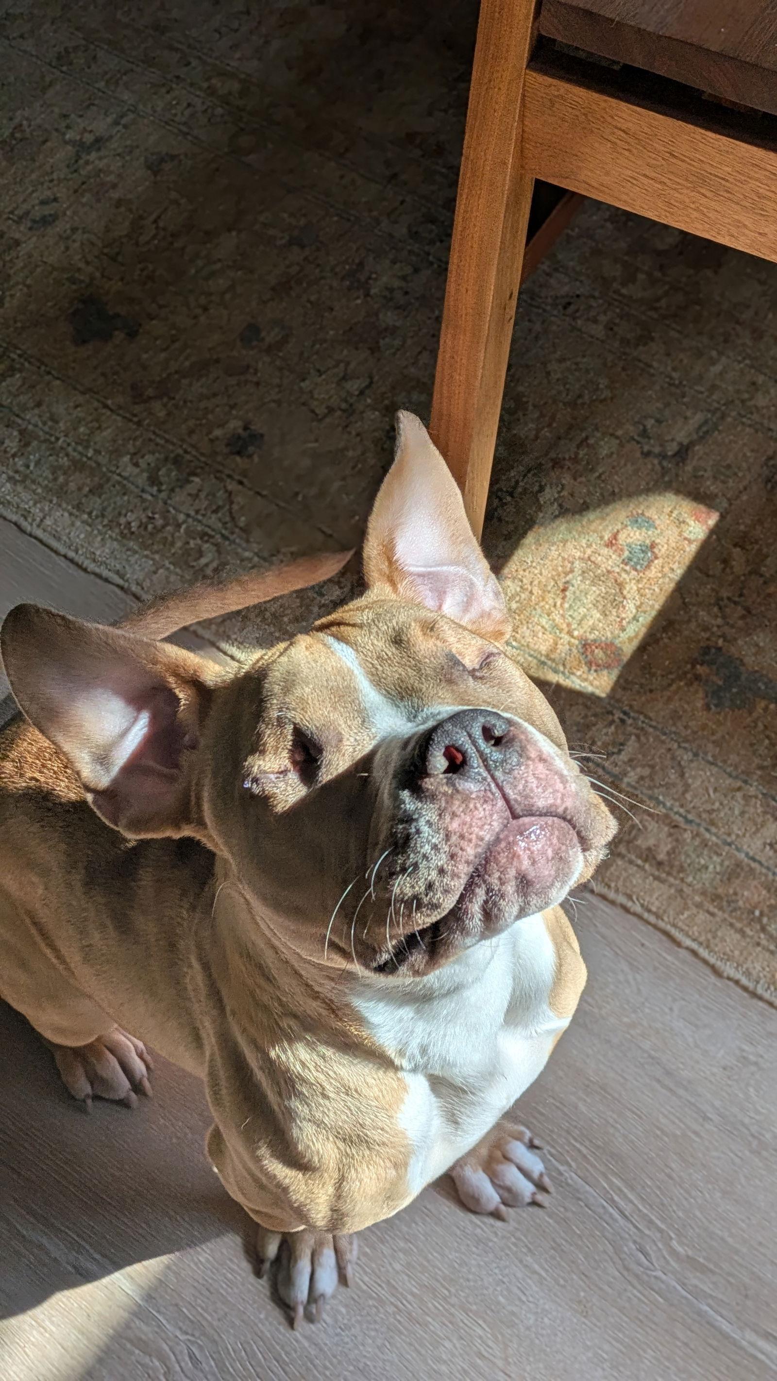 Enlarge Honey Bee (needs foster), a Adopted Pit Bull Terrier in Antioch, TN image 2/3