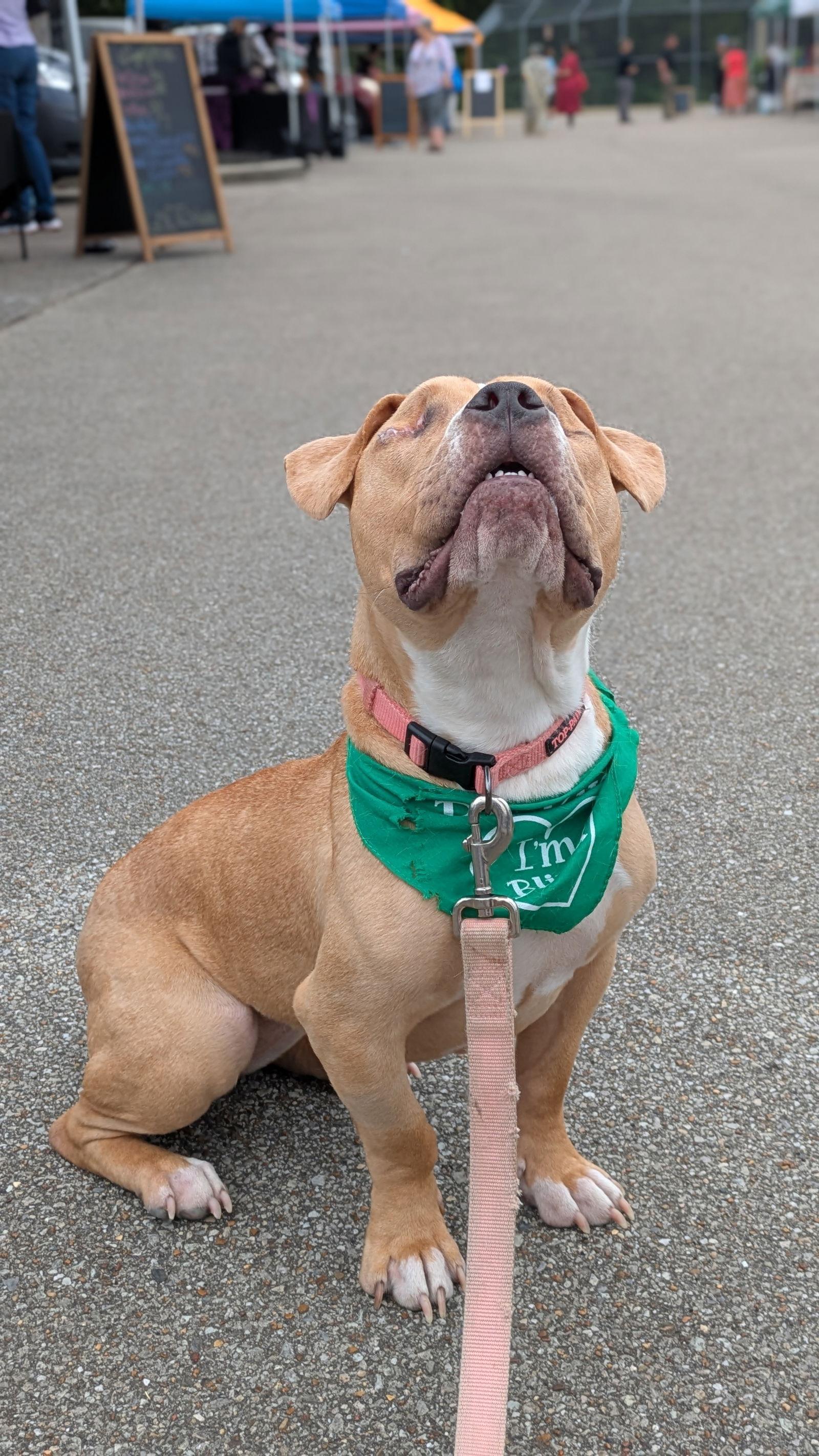 Enlarge Honey Bee (needs foster), a Adopted Pit Bull Terrier in Antioch, TN image 3/3