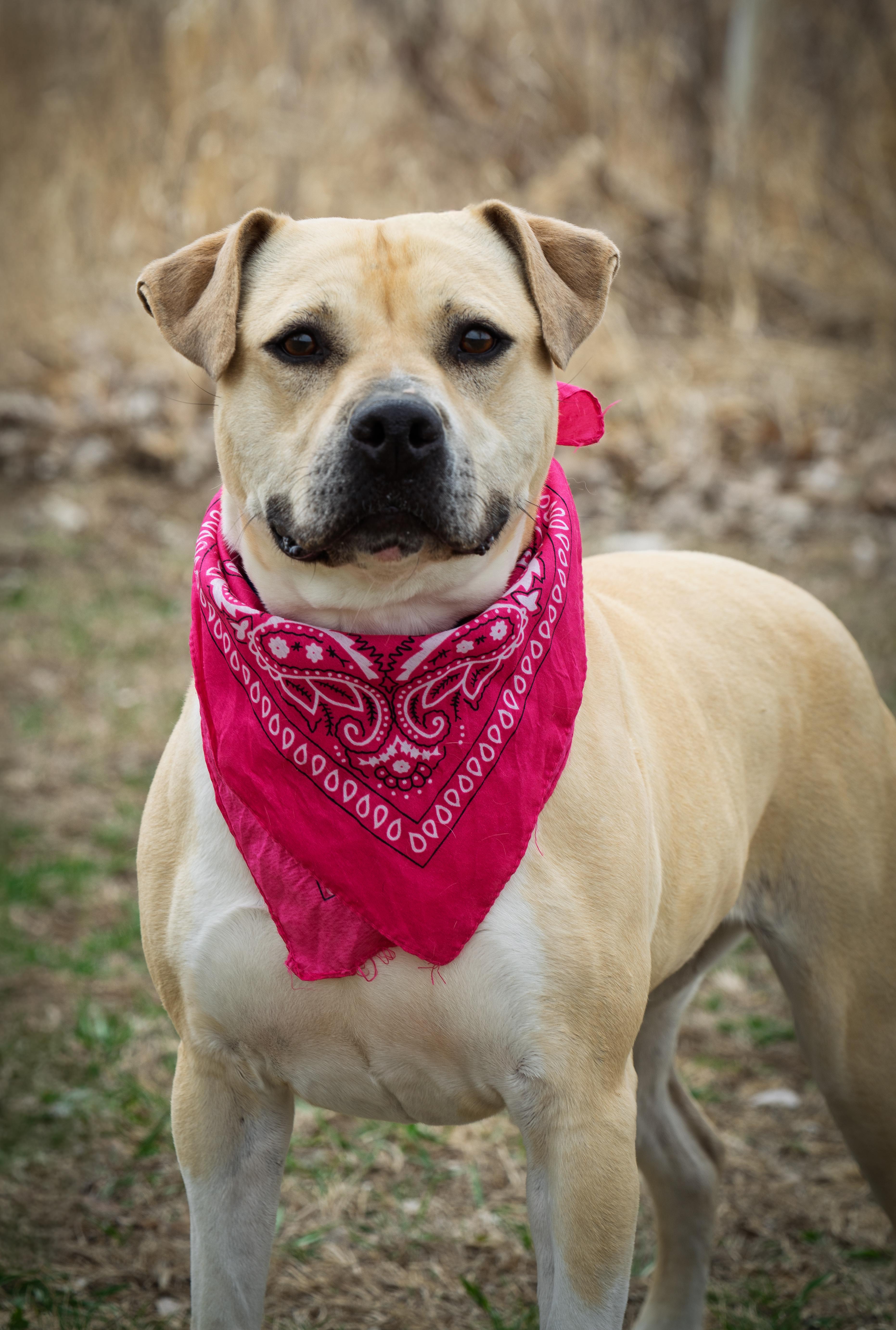 Dani, a Adoptable mixed breed in Auburn, NE image 1/4