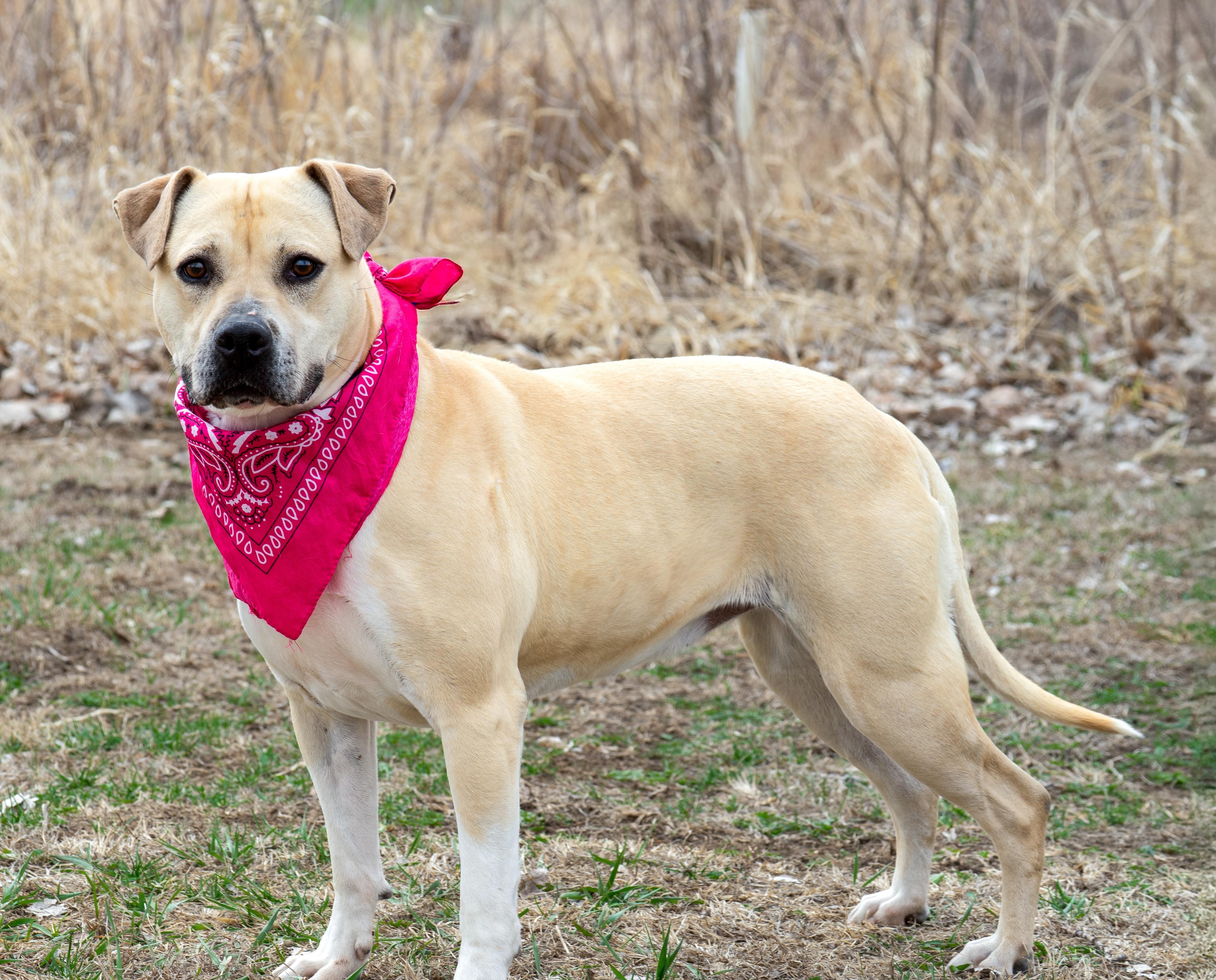 Dani, a Adoptable mixed breed in Auburn, NE image 2/4
