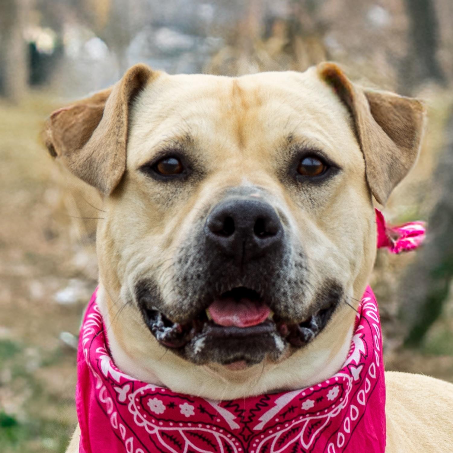 Dani, a Adoptable mixed breed in Auburn, NE image 3/4