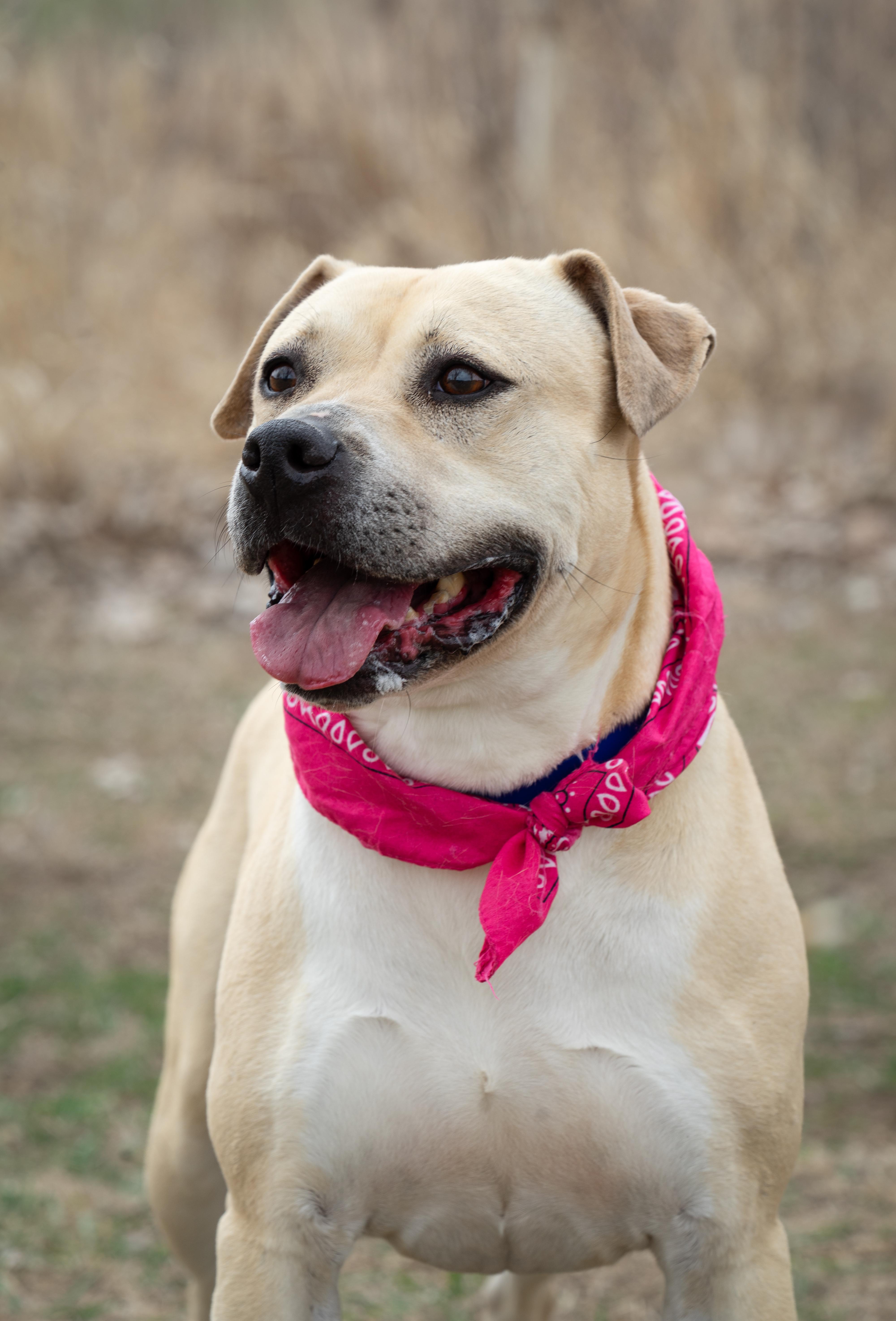 Dani, a Adoptable mixed breed in Auburn, NE image 4/4
