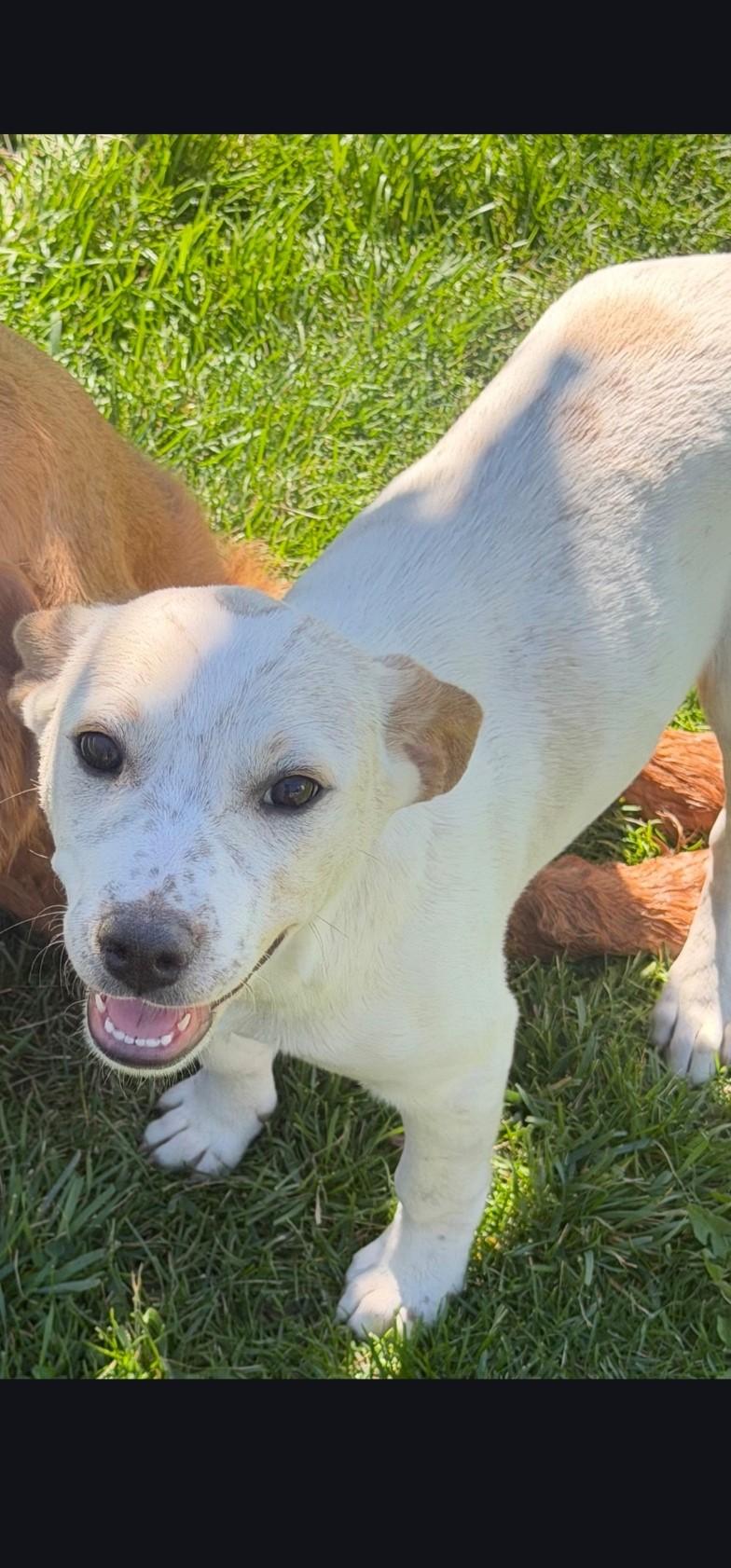 Enlarge Emmylou, a Adoptable Australian Cattle Dog / Blue Heeler in Hardin, MT image 1/1