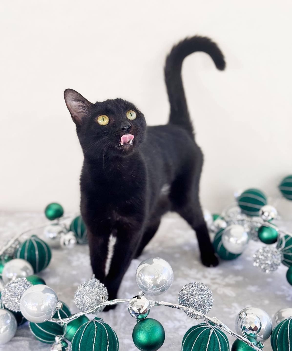 Enlarge EMILY BINX, an adopted Domestic Short Hair in Flint, TX image 1/1