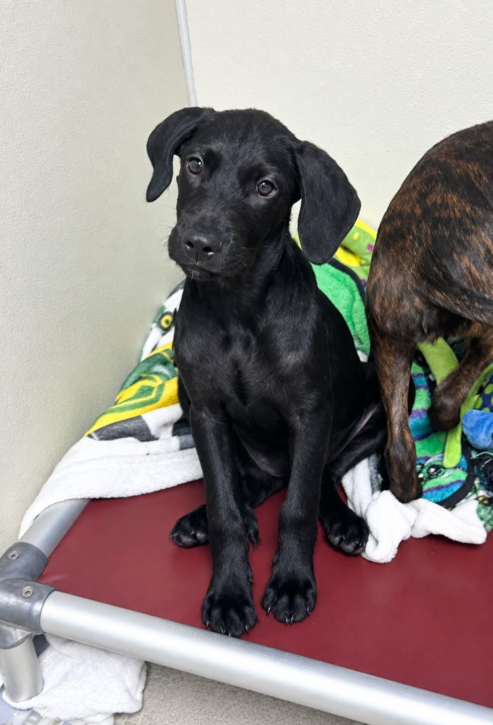 Enlarge Haddi, a Adoptable mixed breed in Fenton, MO image 1/1