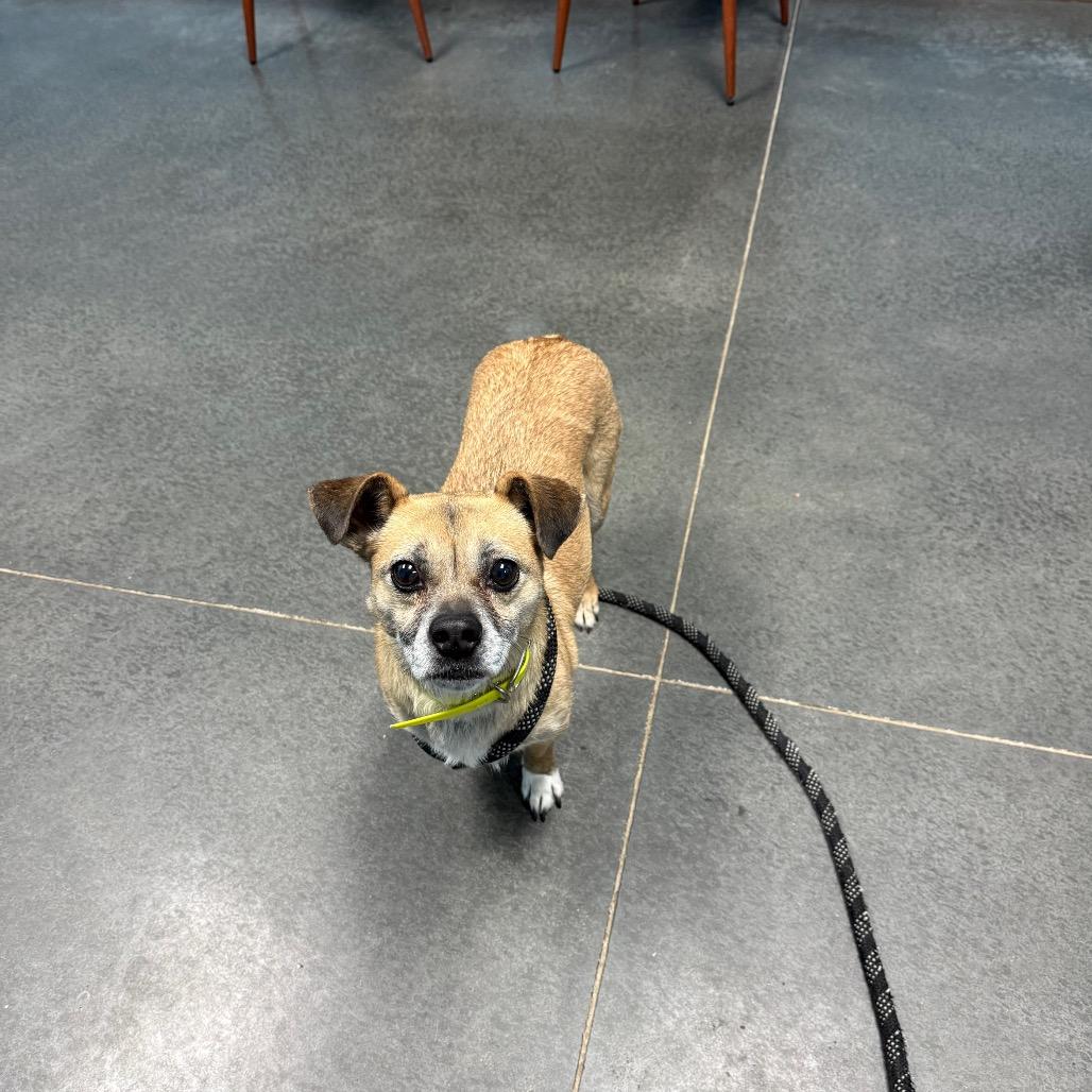 Daisy, Adoptable, Adult Female Chihuahua & Pug.