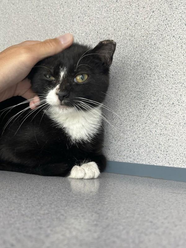 Ada, Adoptable, Kitten Female Domestic Short Hair.