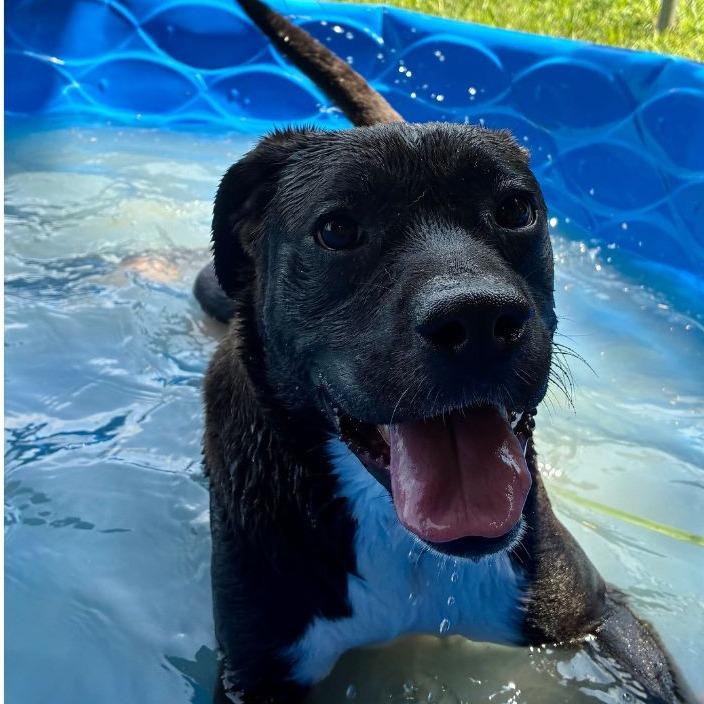 Enlarge Betty, a ADOPTABLE mixed breed in Columbia, MO image 3/4