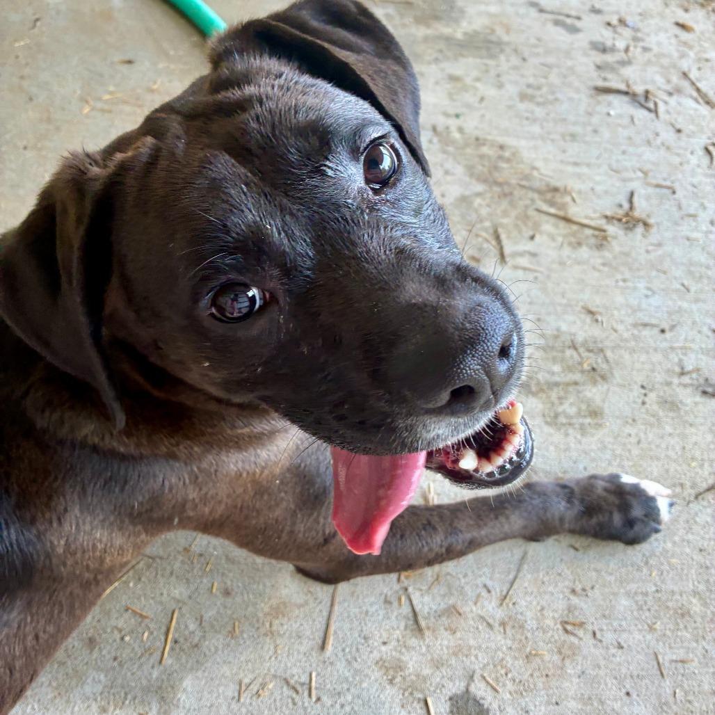 Enlarge Betty, a ADOPTABLE mixed breed in Columbia, MO image 2/4