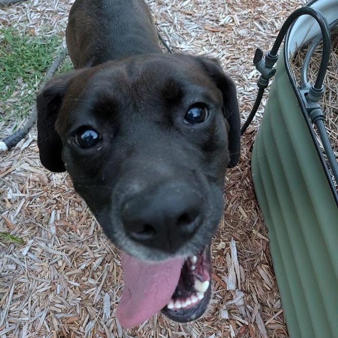 Enlarge Betty, a ADOPTABLE mixed breed in Columbia, MO image 4/4