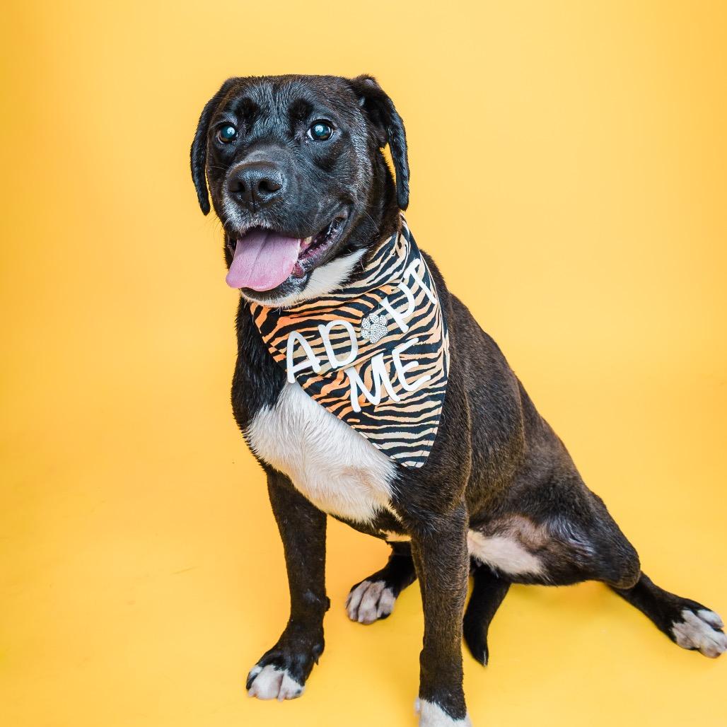 Enlarge Betty, a ADOPTABLE mixed breed in Columbia, MO image 1/4