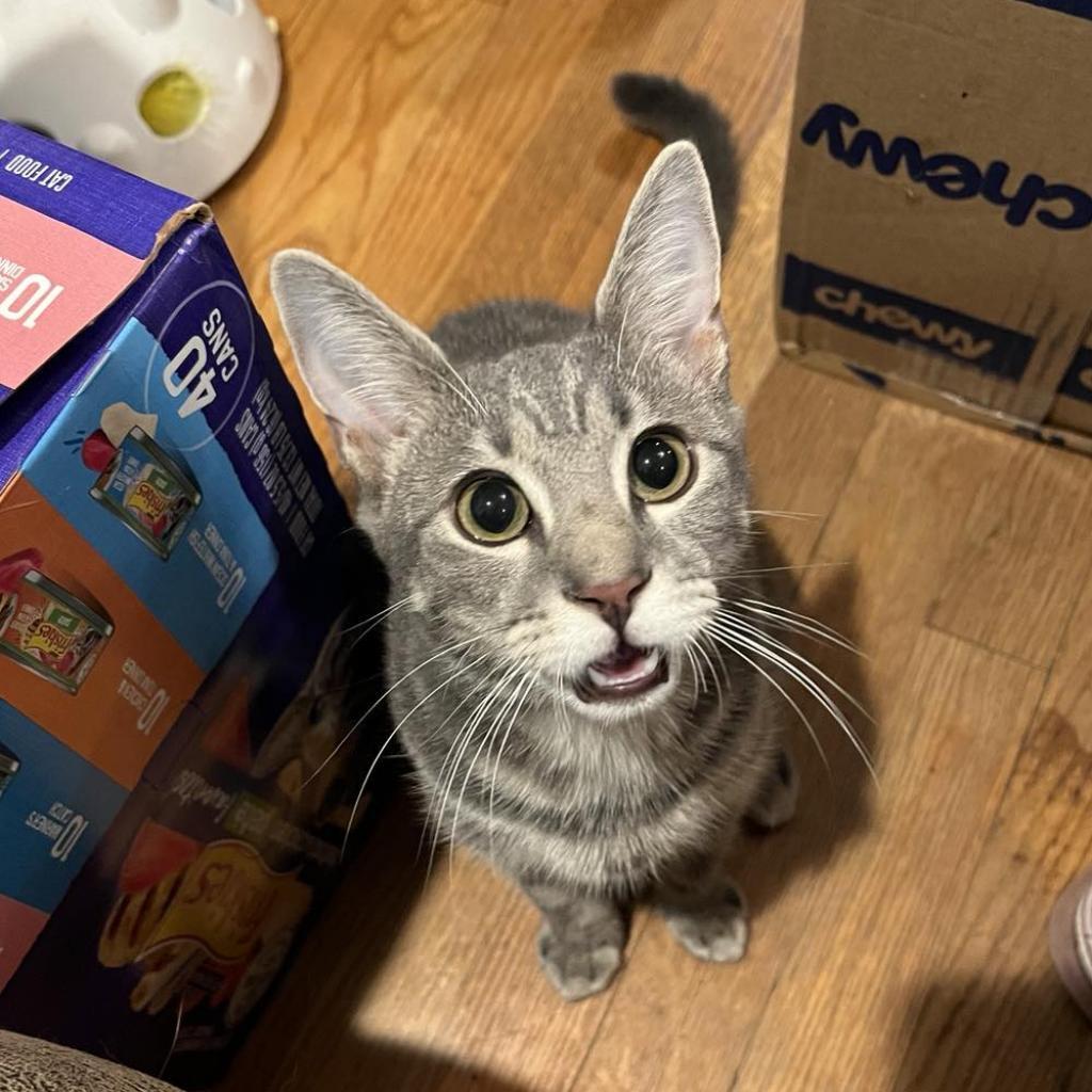 Twig, Adoptable, Adult Female Domestic Short Hair.