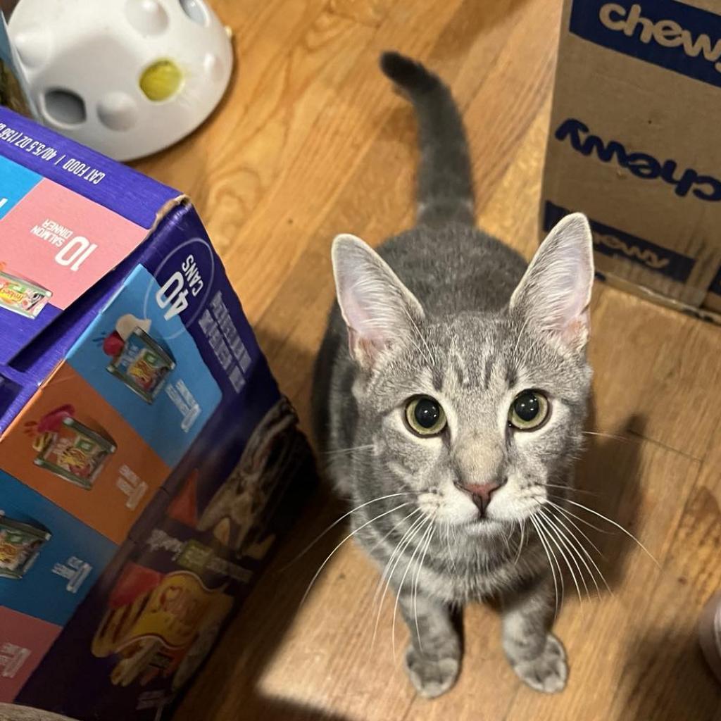 Enlarge Twig, a Adoptable Domestic Short Hair in Harrisonburg, VA image 2/4