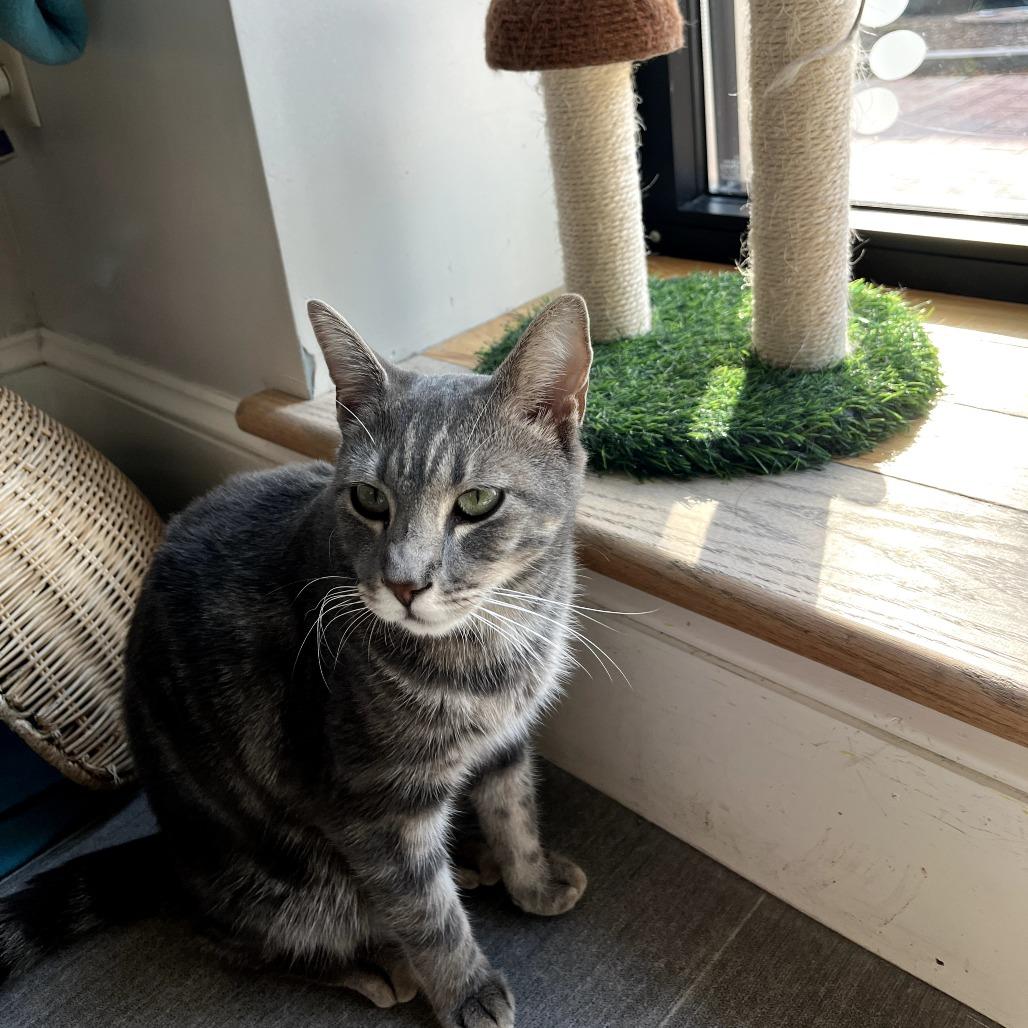 Enlarge Twig, a Adoptable Domestic Short Hair in Harrisonburg, VA image 3/4