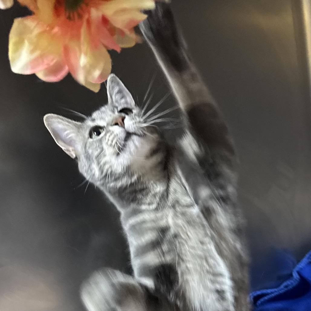 Enlarge Twig, a Adoptable Domestic Short Hair in Harrisonburg, VA image 4/4