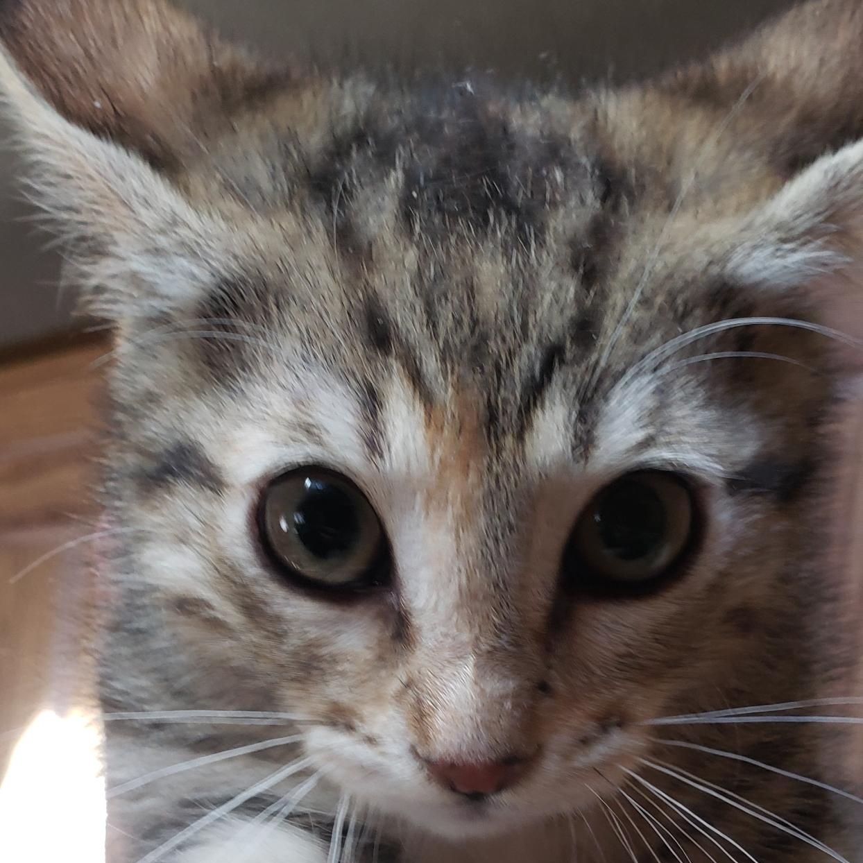 Gretchen (with Honey), ADOPTABLE, Kitten Female Domestic Medium Hair.
