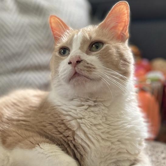 Pumpkin (Pie with Cinnamon Whipped Cream), Adoptable, Senior Male Domestic Short Hair.