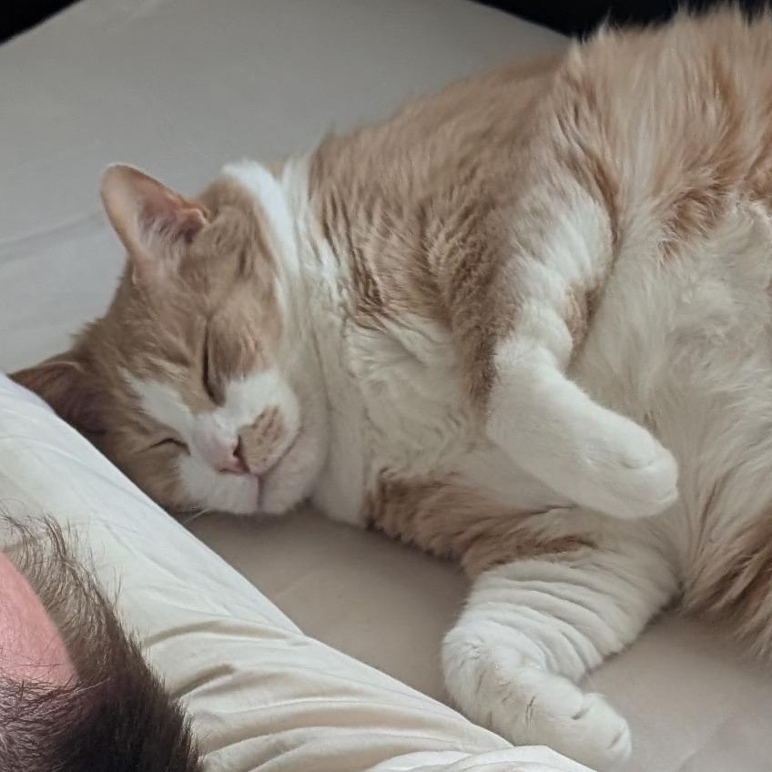 Enlarge Pumpkin (Pie with Cinnamon Whipped Cream), a Adoptable Domestic Short Hair in Washington, DC image 2/5