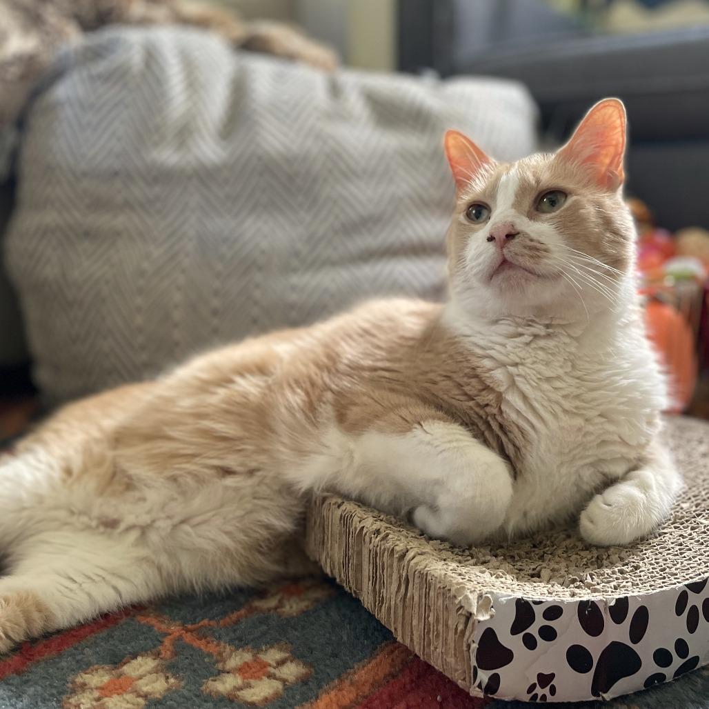 Enlarge Pumpkin (Pie with Cinnamon Whipped Cream), a Adoptable Domestic Short Hair in Washington, DC image 3/5