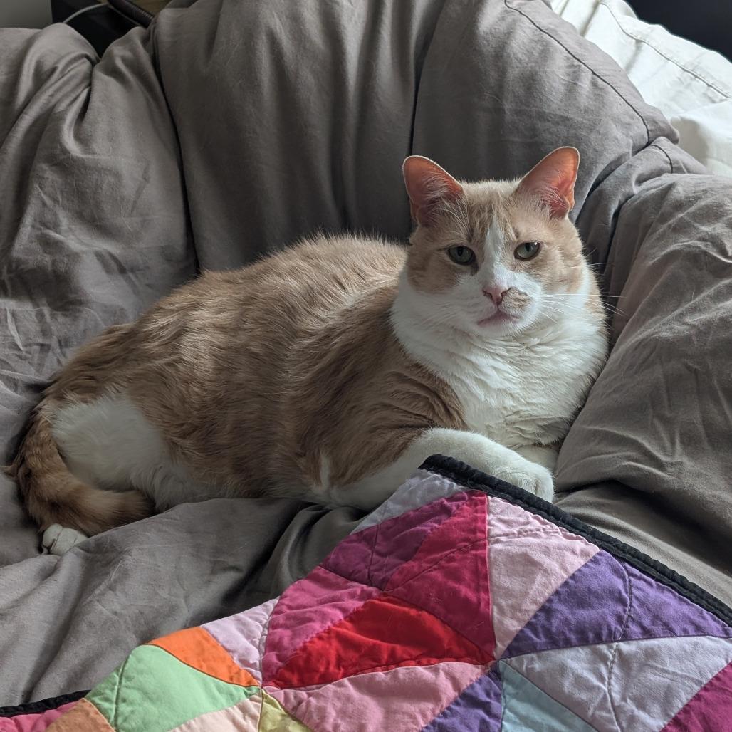 Enlarge Pumpkin (Pie with Cinnamon Whipped Cream), a Adoptable Domestic Short Hair in Washington, DC image 4/5