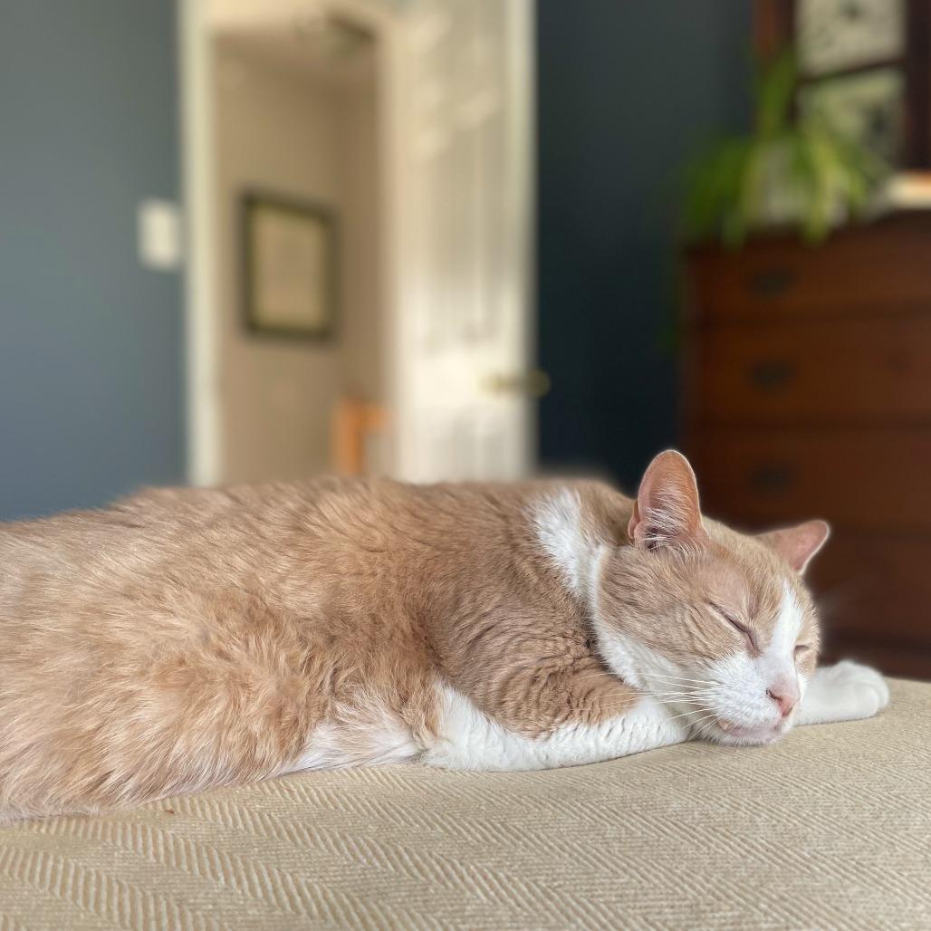 Pumpkin (Pie with Cinnamon Whipped Cream) — thumbnail 5