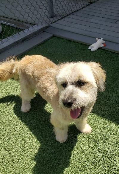 Enlarge Cody, a ADOPTABLE mixed breed in Gardena, CA image 4/4