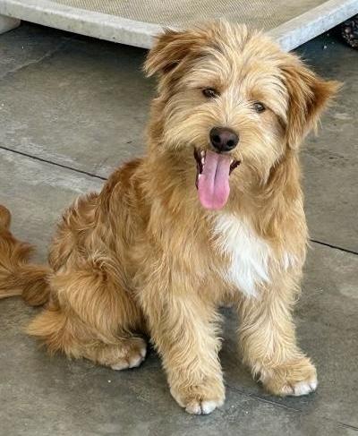 Enlarge Cody, a ADOPTABLE mixed breed in Gardena, CA image 2/4