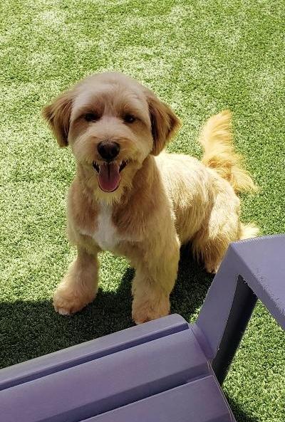 Enlarge Cody, a ADOPTABLE mixed breed in Gardena, CA image 3/4
