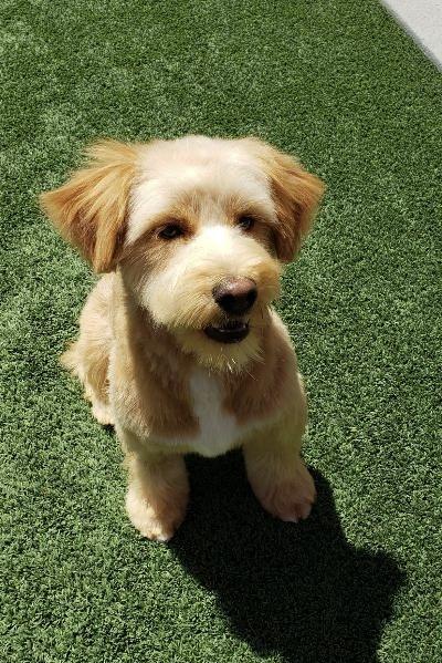 Cody, ADOPTABLE, Young Male Terrier & Poodle (Toy).