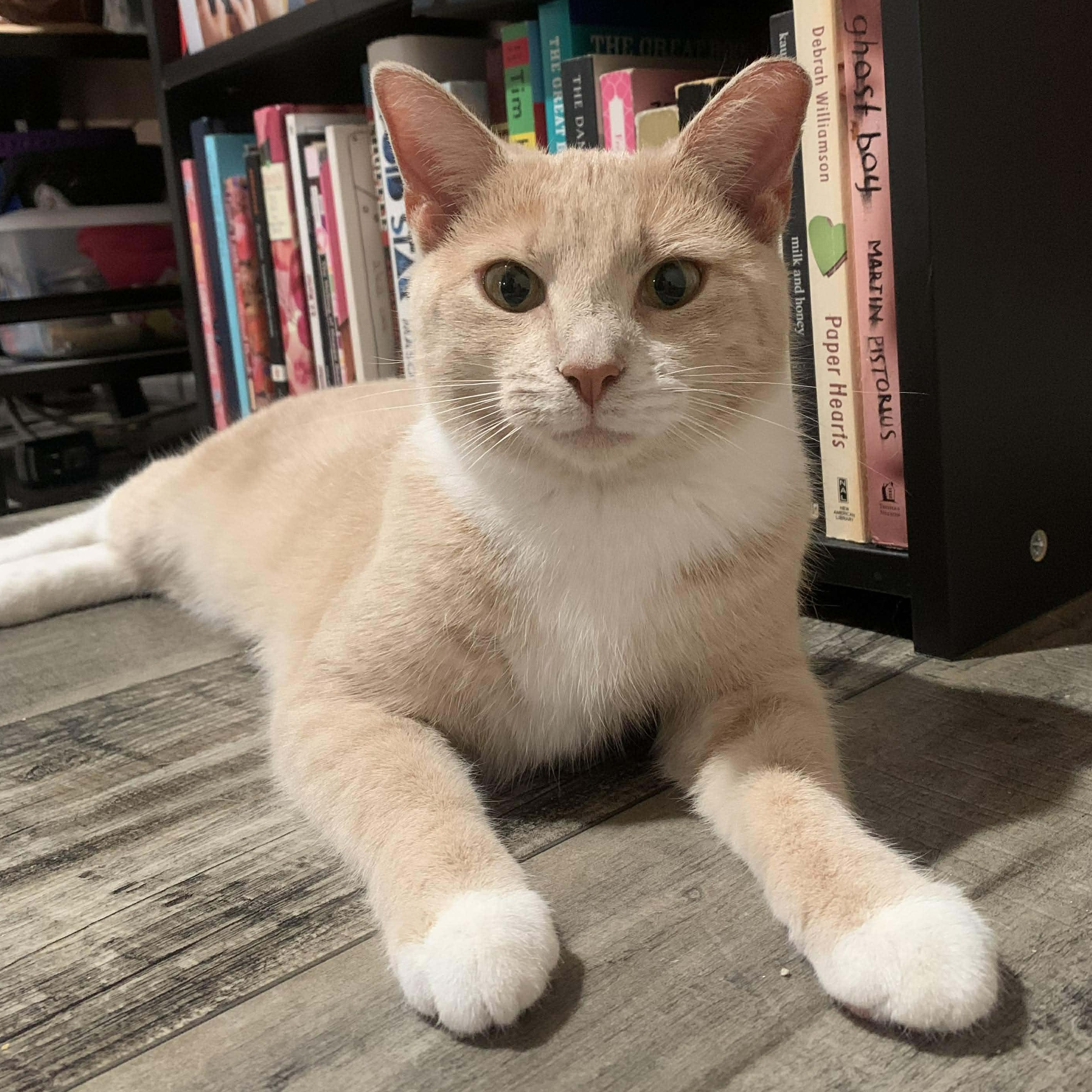 Enlarge Honey , a Adoptable Domestic Short Hair in Fairborn, OH image 1/5